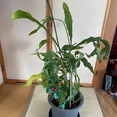 月下美人の画像