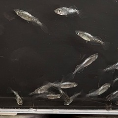 増量中! 紫桔梗 有精卵35個 メダカ めだかの画像