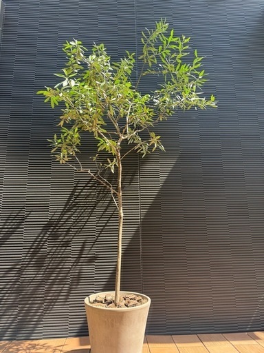 オリーブの木②  170cm 鉢付 オリーブの木② 170cm 鉢付