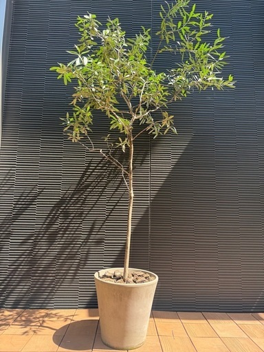 オリーブの木②  170cm 鉢付