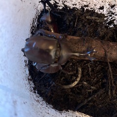 カブトムシ　　オス　　の画像
