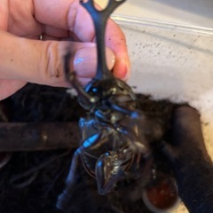 カブトムシ　　オス　　の画像