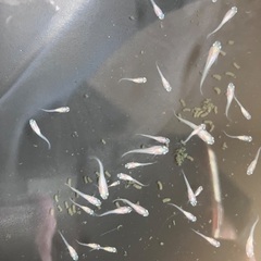 【取引中】初心者の方におすすめ！MIXめだか メダカ 稚魚 20匹セット 500円の画像