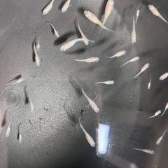 【取引中】初心者の方におすすめ！MIXめだか メダカ 稚魚 20匹セット 500円の画像