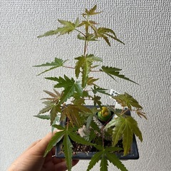 紅葉（定型文の方お断り）の画像