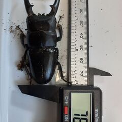 ツシマヒラタペア新成虫　自宅ブリードAペアの画像