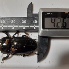ツシマヒラタペア新成虫　自宅ブリードAペアの画像