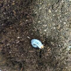 南大東ヒラタクワガタ2齢幼虫５頭セットの画像