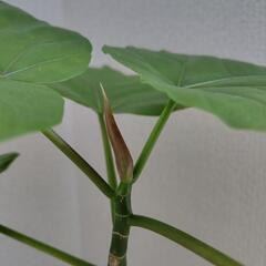 観葉植物 フィカスウンベラータ約45cmの画像