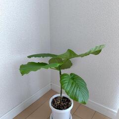 観葉植物 フィカスウンベラータ約45cmの画像