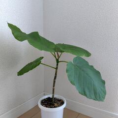 観葉植物 フィカスウンベラータ約45cmの画像