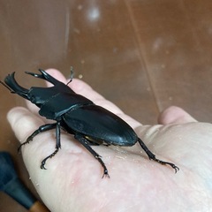 オオクワガタ（能勢SR血統）オス1匹・メス1匹　新成虫の画像