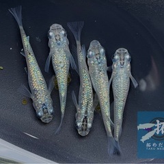 超緑光ラメ めだか 稚魚 欲しい数販売！1匹100円の画像