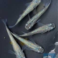 超緑光ラメ めだか 稚魚 欲しい数販売！1匹100円の画像