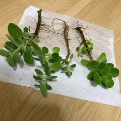 アロマティカス(カット苗7本)の画像