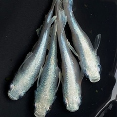 【拓めだかラボ】ガルウイングめだか・稚魚 欲しい数販売！ 1匹100円の画像