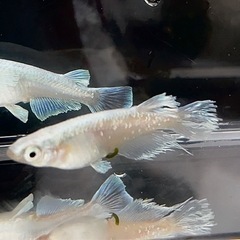 【拓めだかラボ】ガルウイングめだか・稚魚 欲しい数販売！ 1匹100円の画像