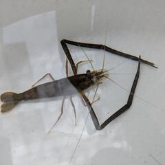 🌱【手長エビ】🌈4匹セット👍の画像