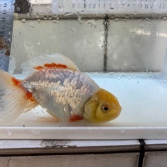 金魚　ジャンボ獅子頭2匹ドラジャン1匹 の画像