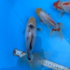 金魚　ジャンボ獅子頭2匹ドラジャン1匹 の画像