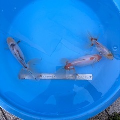 金魚　ジャンボ獅子頭2匹ドラジャン1匹 の画像