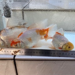 金魚　ジャンボ獅子頭2匹ドラジャン1匹 の画像