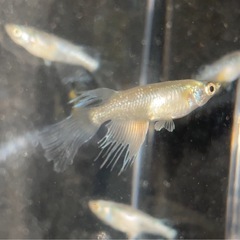 【拓めだかラボ】森の妖精めだか・稚魚 欲しい数販売！ 1匹100円の画像