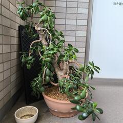 観葉植物　金のなる木　鉢付きの画像
