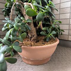 観葉植物　金のなる木　鉢付きの画像
