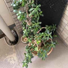 観葉植物　金のなる木　鉢付きの画像