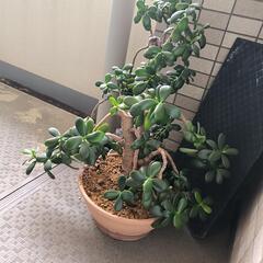 観葉植物　金のなる木　鉢付きの画像