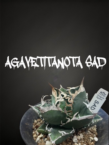 希少血統★ アガベ チタノタ　SAD 南アフリカダイヤモンド　強棘　レア　優良株