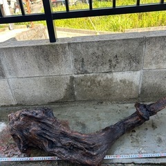 大型流木の画像