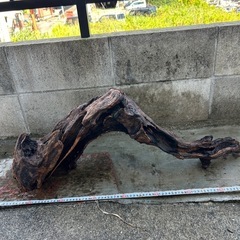 大型流木の画像