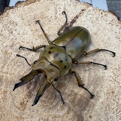 【♂単】ババオウゴンオニクワガタ　タニンダーリの画像