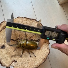 【♂単】ババオウゴンオニクワガタ　タニンダーリの画像