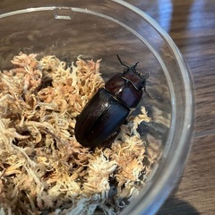 トカラノコギリクワガタ♀の画像