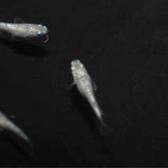 メダカ　スズランダルマショート　５匹セットの画像