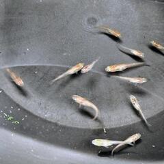 烏城三色メダカ（赤勝ち）若魚13匹の画像