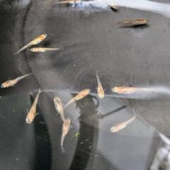 烏城三色メダカ（赤勝ち）若魚13匹の画像