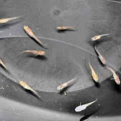 烏城三色メダカ（赤勝ち）若魚13匹の画像