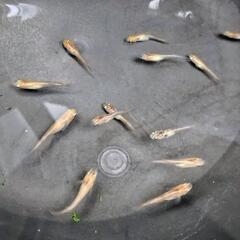 烏城三色メダカ（赤勝ち）若魚13匹の画像