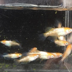 めだか🌺ハイビスカス🌺メダカの画像