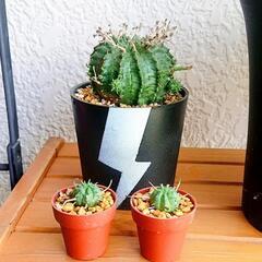 🌵無料🌵ユーフォルビアバリダ 亜種 ミニ2鉢の画像
