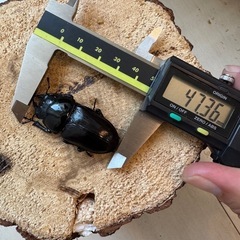 【♀単】能勢YG血統 オオクワガタの画像