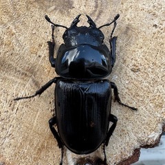 【♀単】能勢YG血統 オオクワガタの画像