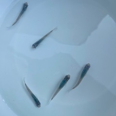 深海　メダカ　生体&有精卵　30〜40個　③ 売約済みの画像