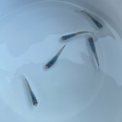 深海　メダカ　生体&有精卵　30〜40個　③ 売約済みの画像