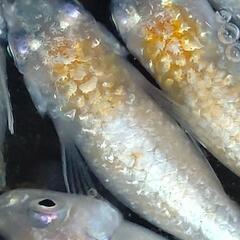 目高【メダカ】上州メダカ様血統ルナイエロー2ペア＋♂1の画像