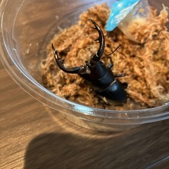 アマミノコギリクワガタ♂ 2匹の画像